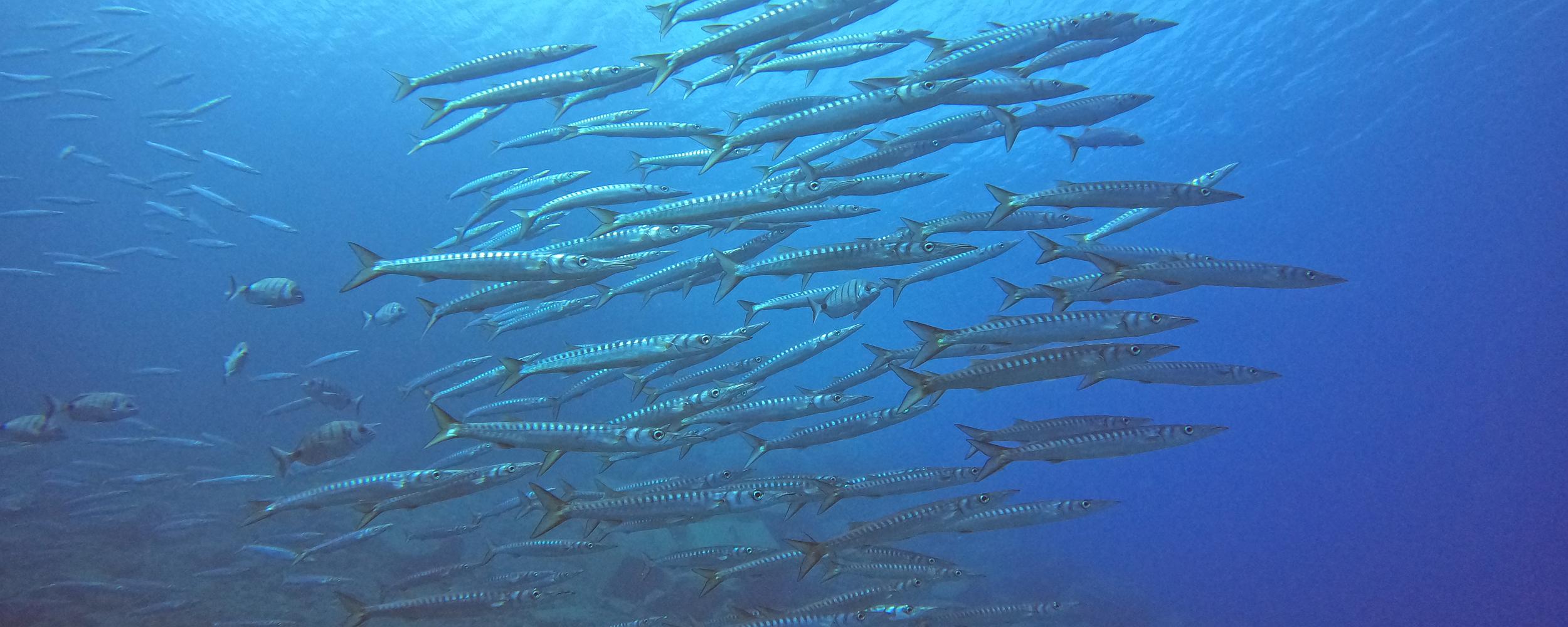 Ganzjährig Tauchen auf Teneriffa